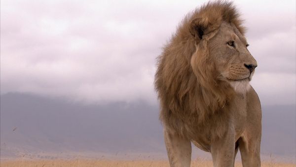 África más salvaje - Ngorongoro: Nacido del Fuego
