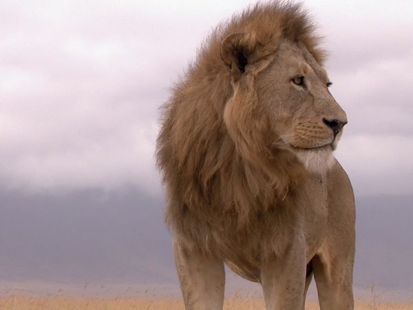África más salvaje - Ngorongoro: Nacido del Fuego