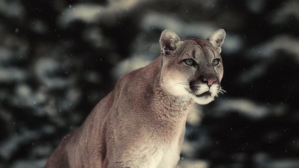 carrera de la vida - Los grandes felinos