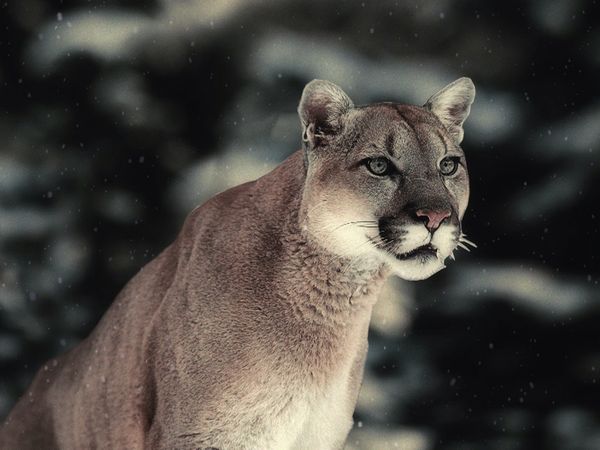 carrera de la vida - Los grandes felinos