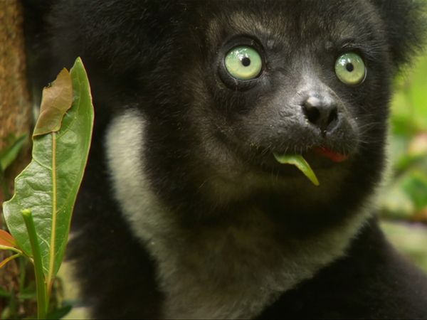 África más salvaje - Madagascar: Isla de los Monstruos