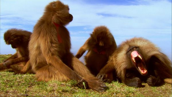 África más salvaje - Etiopía: tierra de extremos