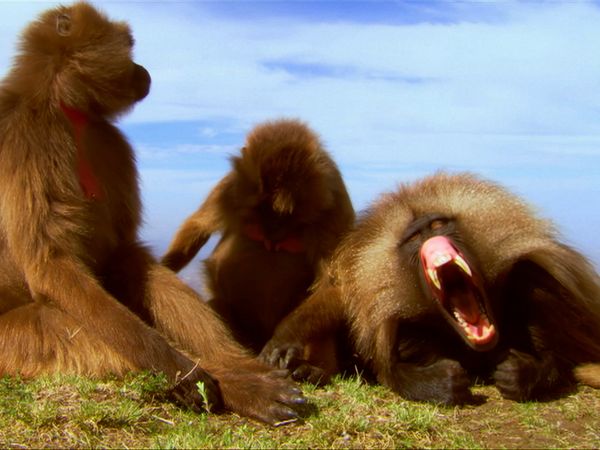 África más salvaje - Etiopía: tierra de extremos