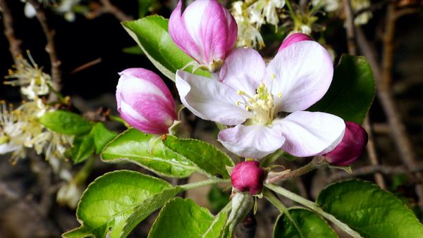 Historias del Bosque Mediterráneo - Cuentos de primavera
