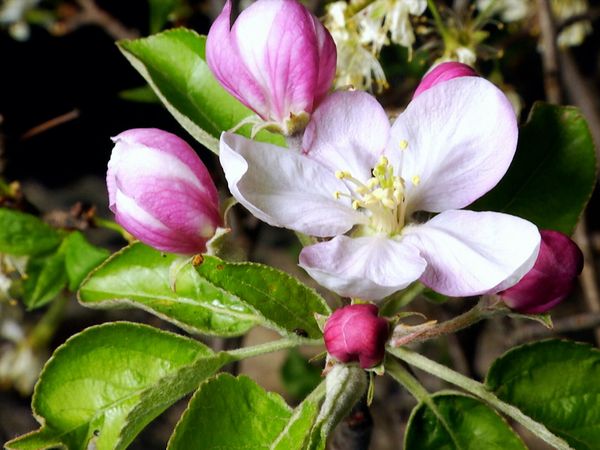 Historias del Bosque Mediterráneo - Cuentos de primavera