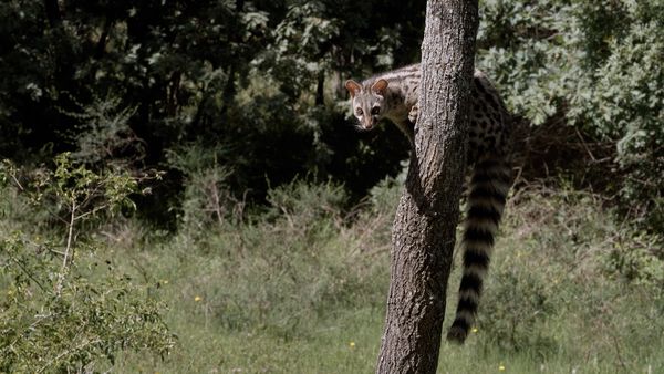 Historias del Bosque Mediterráneo - La reina de la noche