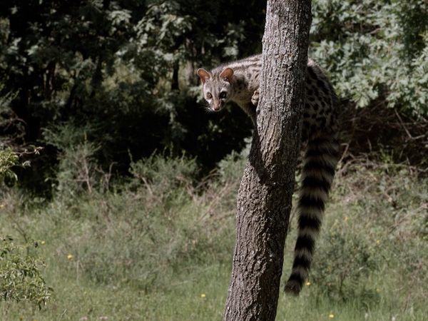 Historias del Bosque Mediterráneo - La reina de la noche