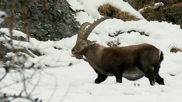 Las facetas silvestres de Suiza - Invierno en los Alpes suizos