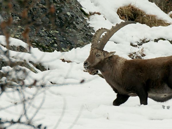 Las facetas silvestres de Suiza - Invierno en los Alpes suizos