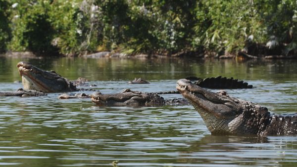 Fuerzas especiales animales - Sellos de la Marina