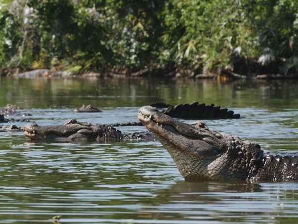 Fuerzas especiales animales - Sellos de la Marina