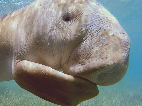 Fuerzas especiales animales - Equipo especial