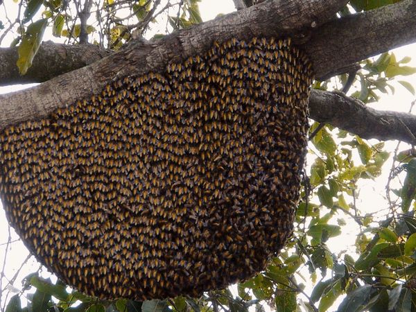 Fuerzas especiales animales - Los especialistas