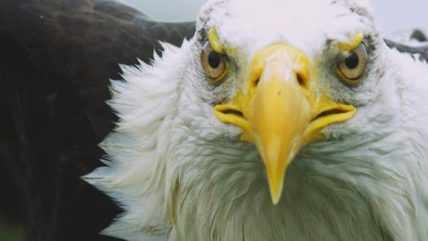 Fuerzas especiales animales - Fuerzas Aéreas