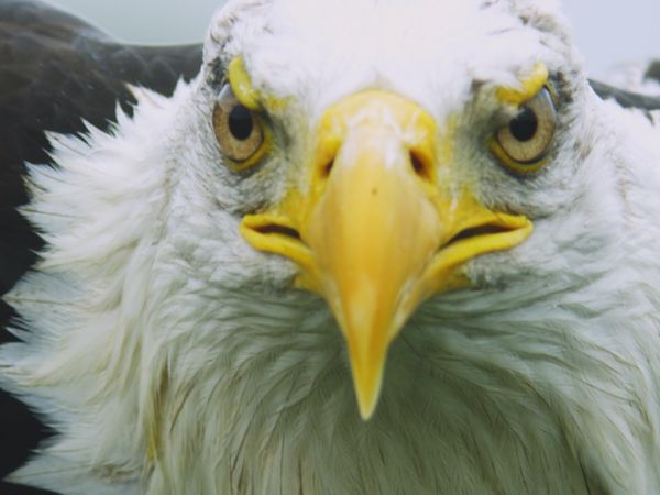 Fuerzas especiales animales - Fuerzas Aéreas