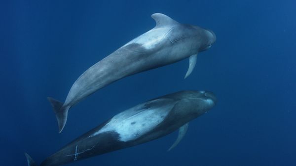World of Oceans - Family