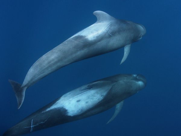 World of Oceans - Family