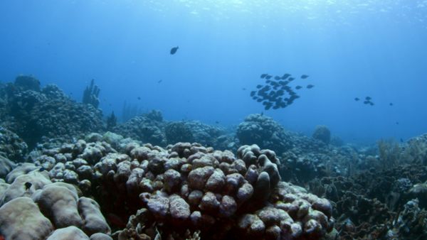 World of Oceans - Life on the Reef