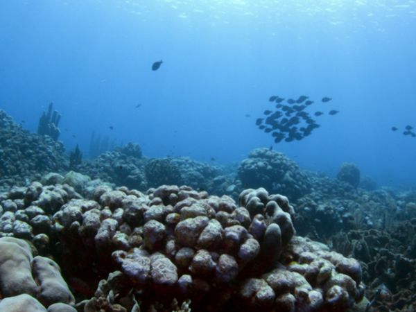 World of Oceans - Life on the Reef