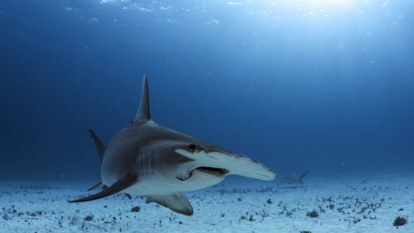 World of Oceans - Sharks