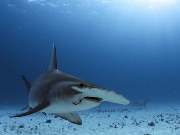 World of Oceans - Sharks