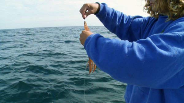 Wicked Tuna - Chissà se abbocca (Finale Parte 1)