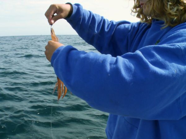 Wicked Tuna - Chissà se abbocca (Finale Parte 1)