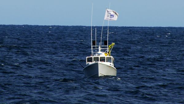 Wicked Tuna - O la va o la spacca