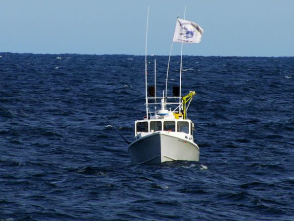Wicked Tuna - O la va o la spacca
