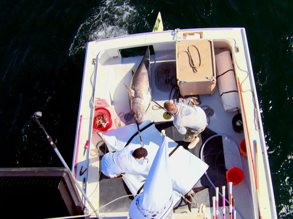Wicked Tuna - Guerra a colpi di arpione
