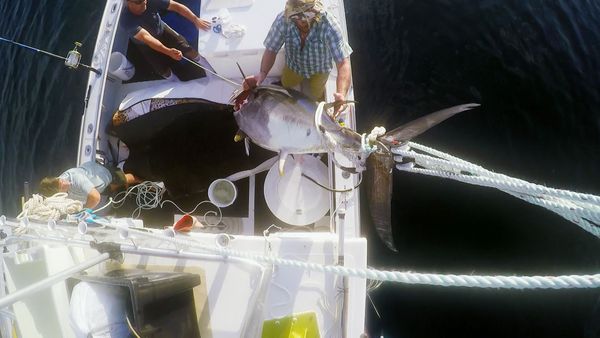 Wicked Tuna - Scontro dei tonni, Lo