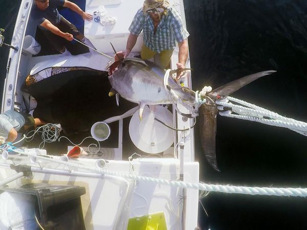 Wicked Tuna - Scontro dei tonni, Lo