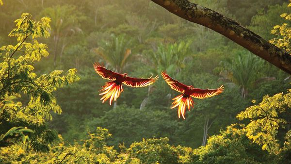 Horizons - Costa Rica, l'harmonie des sens