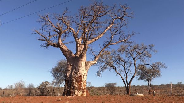 Horizons - Botswana, le joyau africain