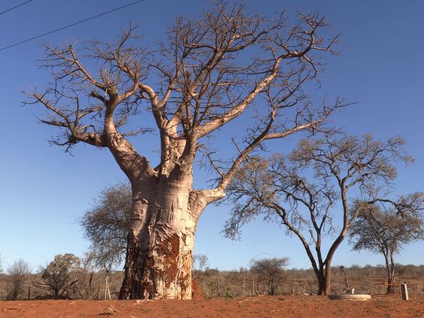 Horizons - Botswana, le joyau africain
