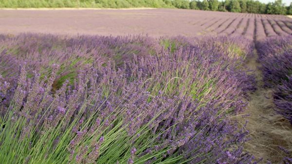 Epicerie Fine - Le Ventoux Sud