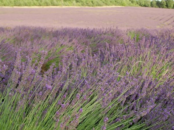 Epicerie Fine - Le Ventoux Sud