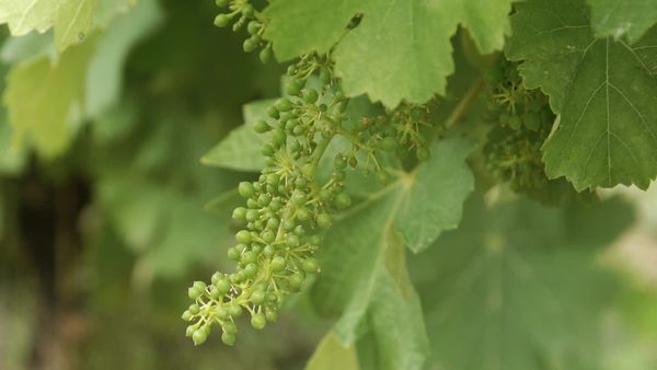 Epicerie Fine - Le Sancerrois
