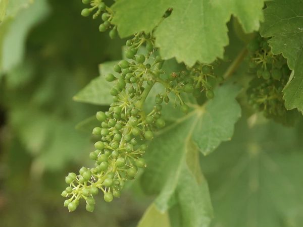 Epicerie Fine - Le Sancerrois