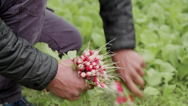 Epicerie Fine - La Forêt d'Orient et grands lacs