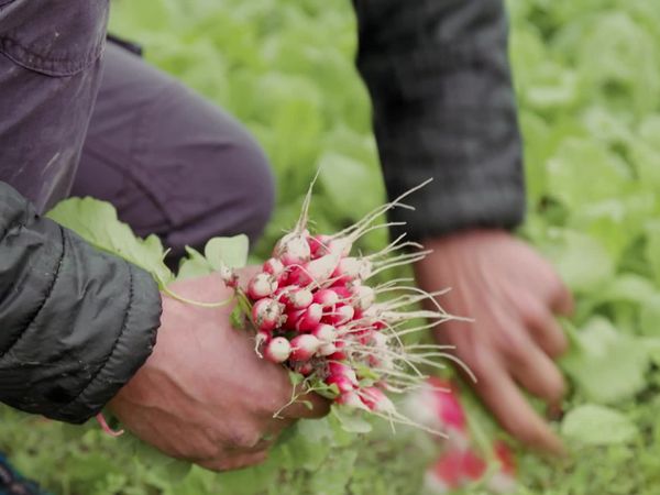 Epicerie Fine - La Forêt d'Orient et grands lacs