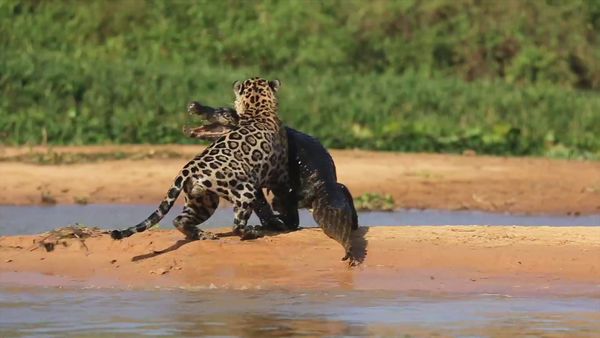 La Edad de los grandes felinos - El Origen