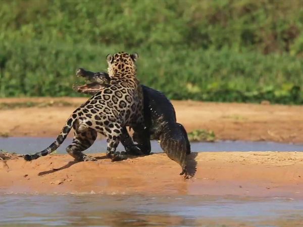 La Edad de los grandes felinos - El Origen