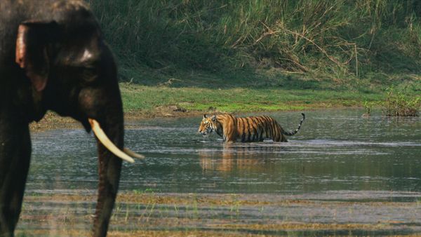 La Edad de los grandes felinos - Dominio mundial