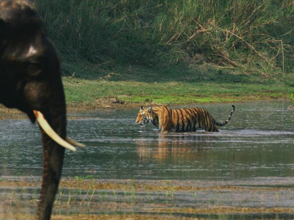 La Edad de los grandes felinos - Dominio mundial