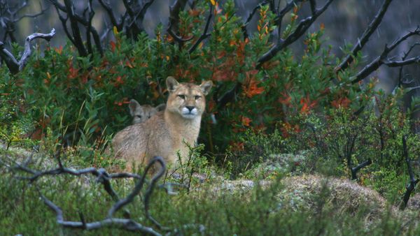 La Edad de los grandes felinos - Sobrevivientes
