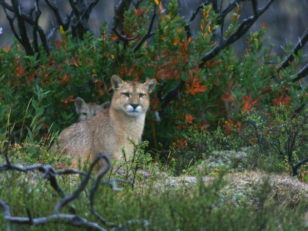 La Edad de los grandes felinos - Sobrevivientes