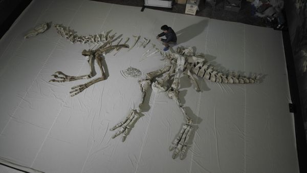 El maravilloso mundo de los dinosaurios - La revolución de las plumas