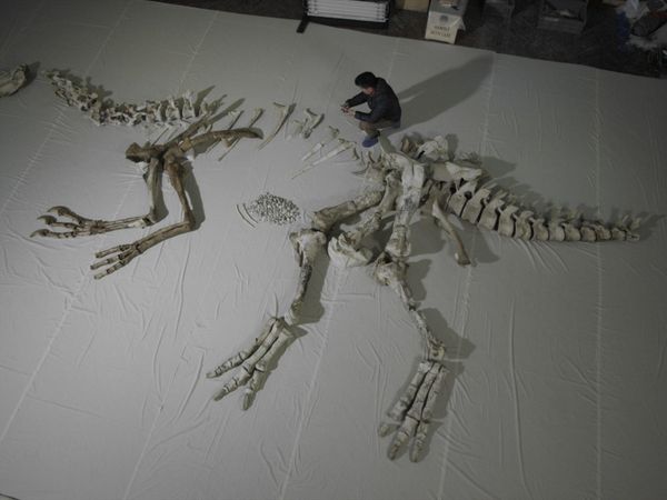 El maravilloso mundo de los dinosaurios - La revolución de las plumas