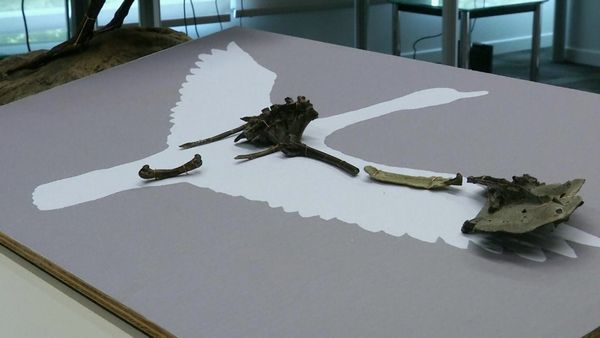 La Tierra Antigua: Los Dinosaurios del Continente de Hielo - Lo que se encuentra debajo